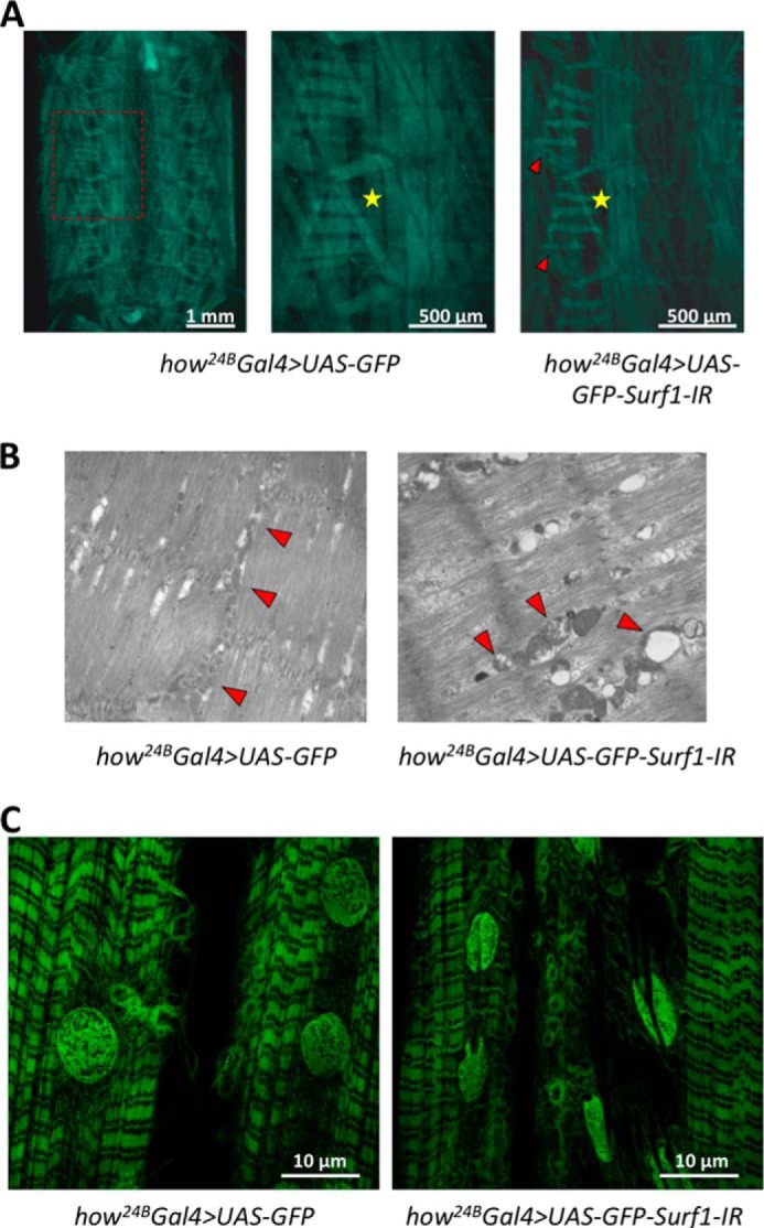 FIGURE 3.