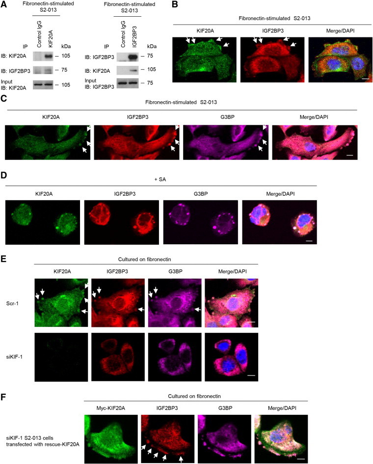 Figure 3