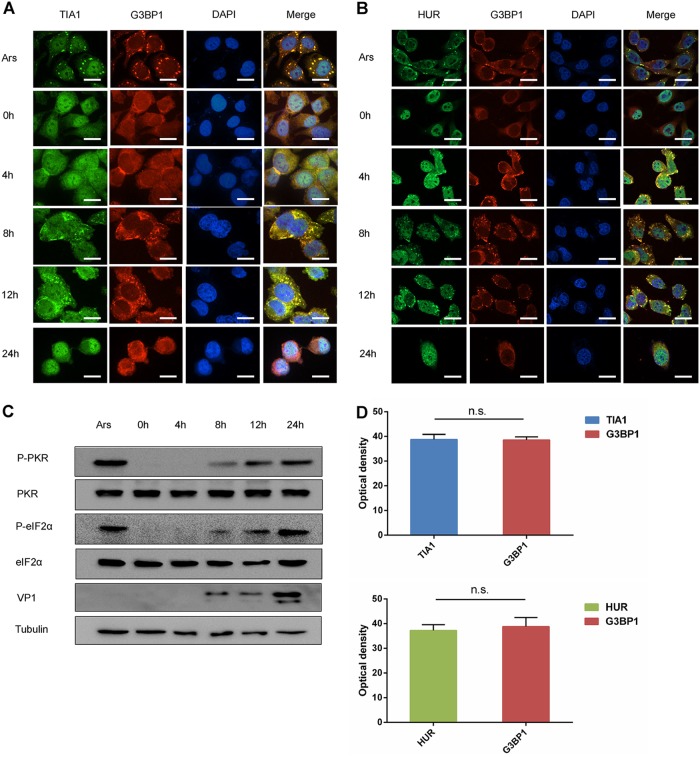 FIG 2