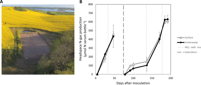 A figure shows a photo of a vegetative field with woodchip filter matrix samples, and a line graph with error bars depicts headspace N-gas production over days after inoculation for surface, underwater, NO subscript 3 power minus addition, and subculture.