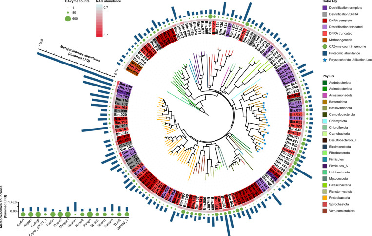 The figure illustrates a phylogenetic tree depicting the WBR and enrichment cultures, showing MAG abundance and CAZyme counts. A color bar represents the color key and phylum, and the scale bar indicates metaproteomics abundance.