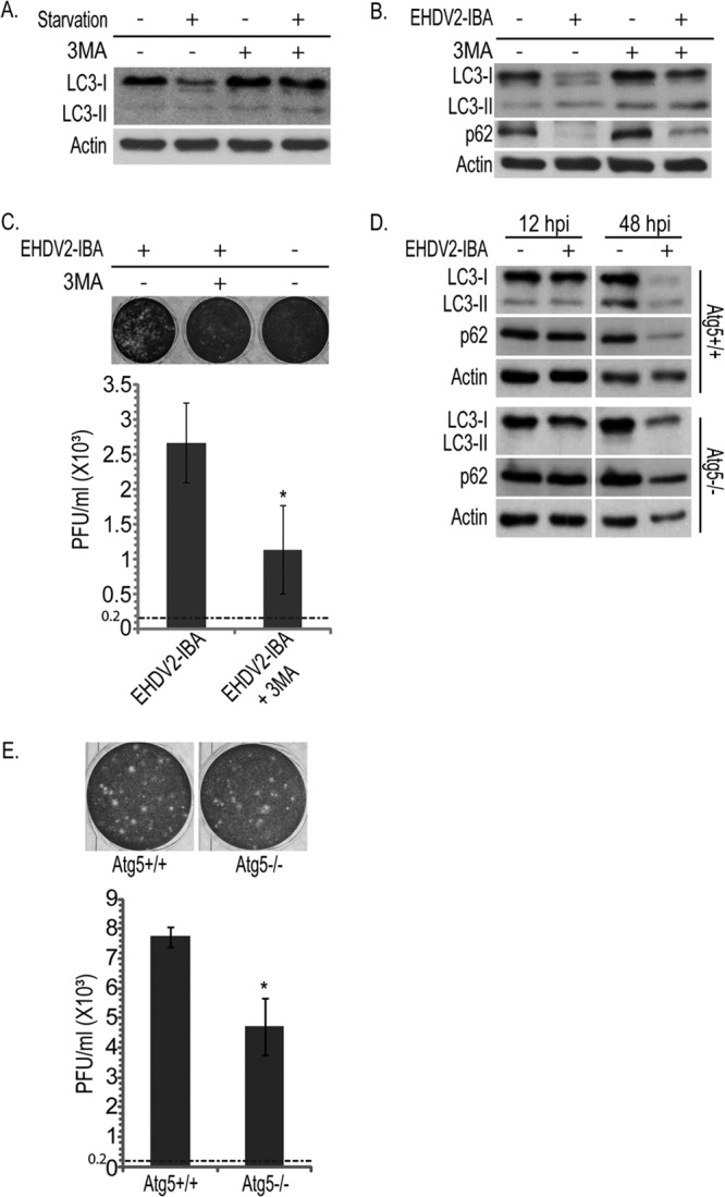 Fig 5