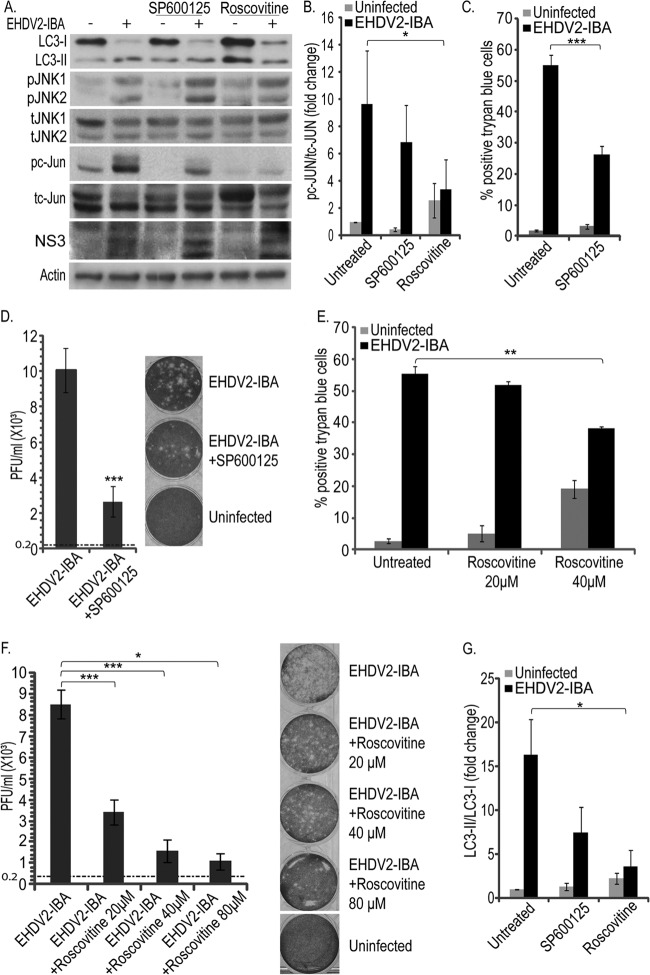 Fig 8