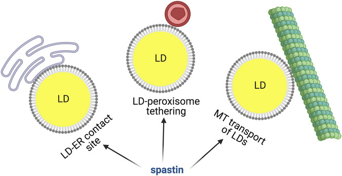 FIGURE 3