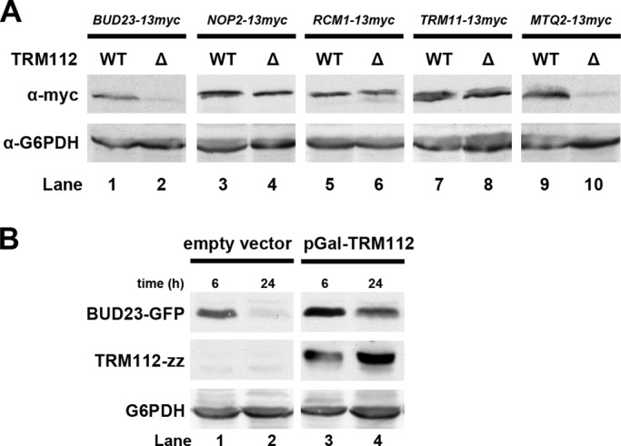 FIGURE 7: