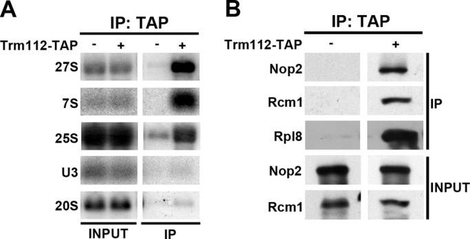 FIGURE 6: