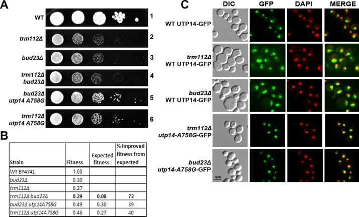 FIGURE 2: