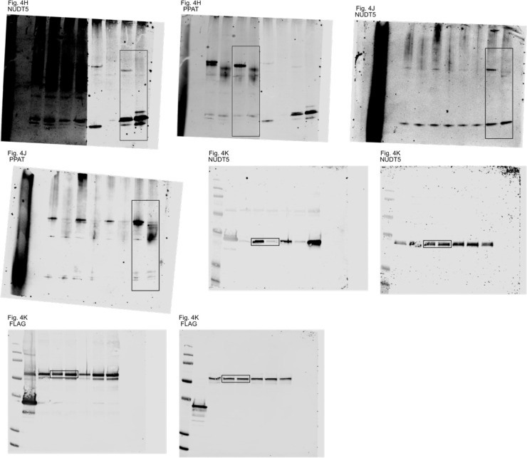 Source Data Fig. 4: