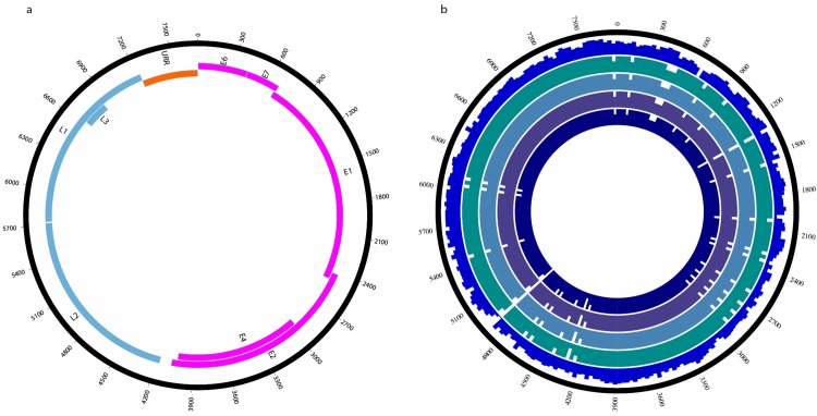 Fig 1