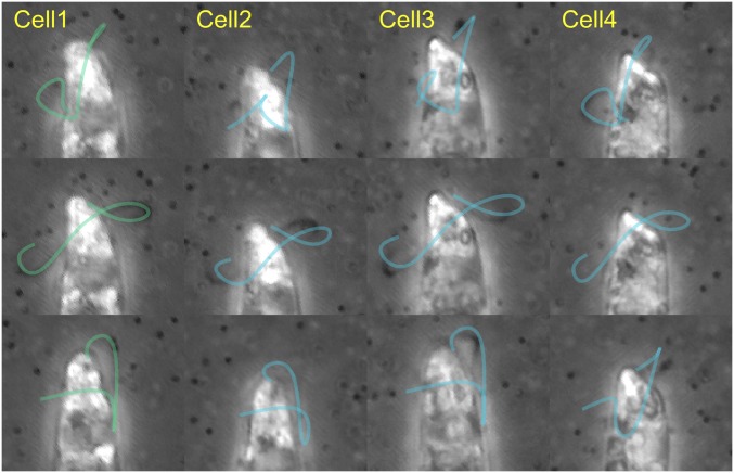 Fig. 4.