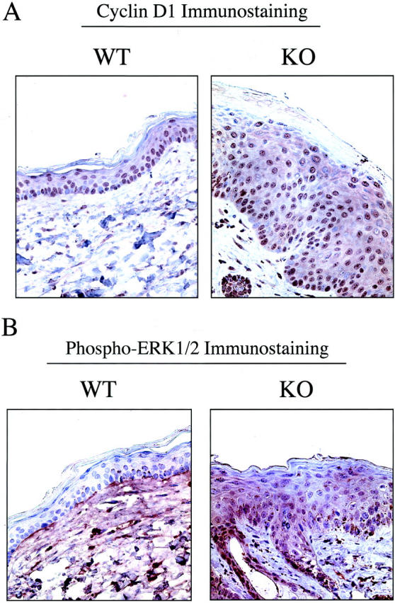 Figure 11.