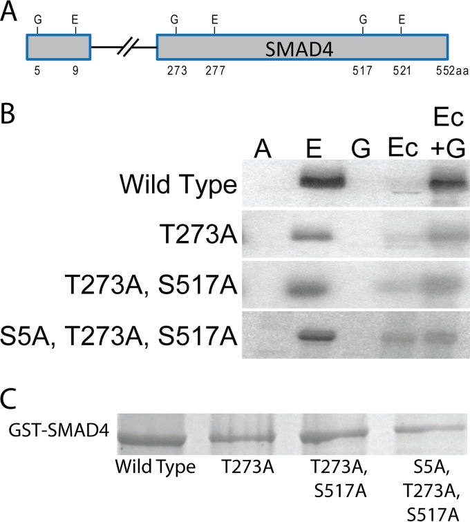 FIG 2