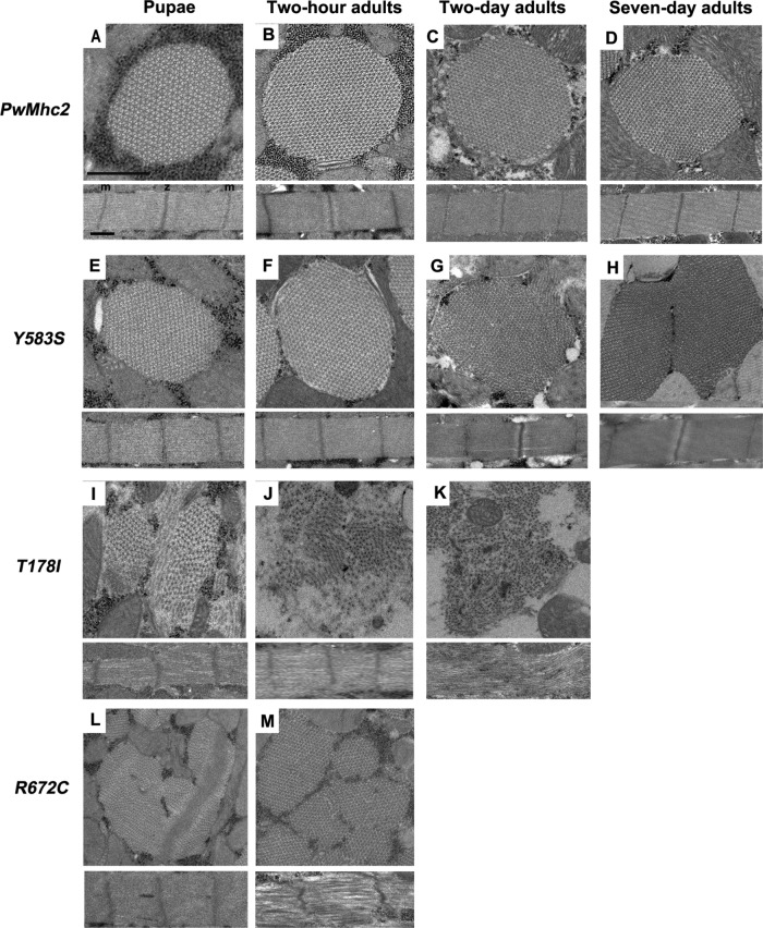 FIGURE 2: