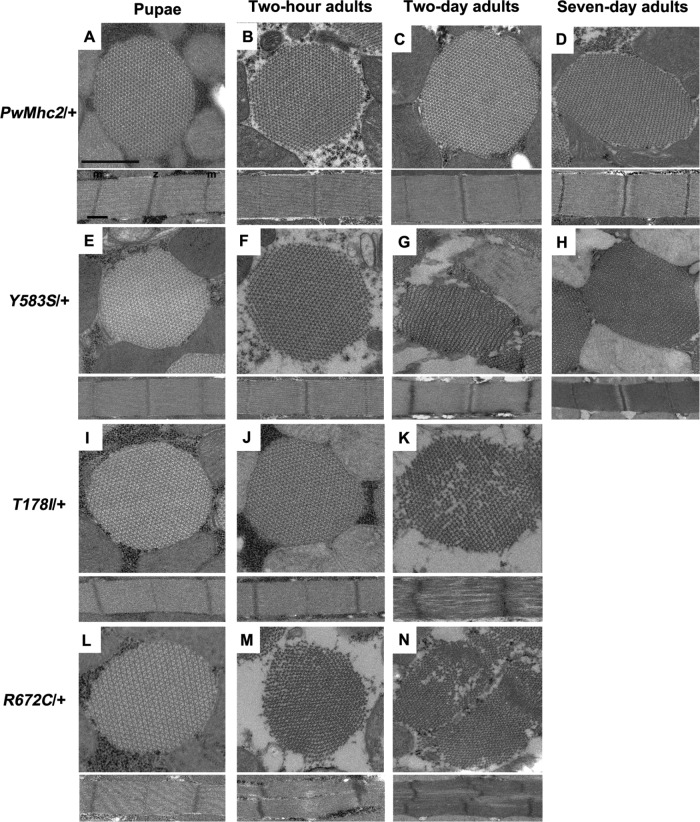 FIGURE 3: