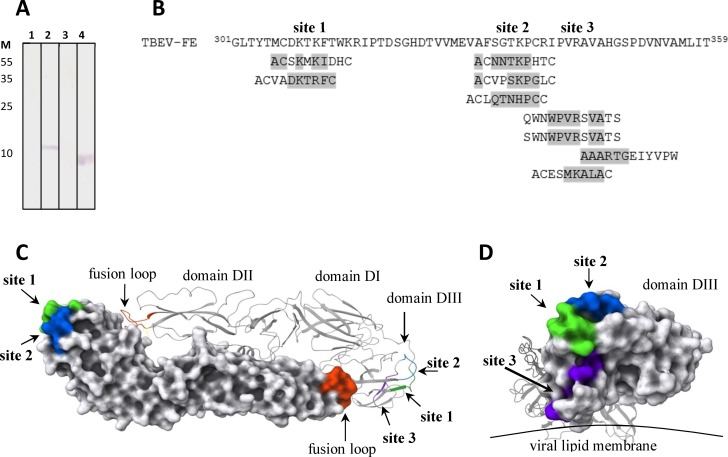 Fig 6