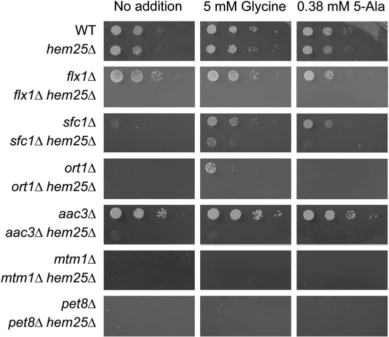 Figure 5