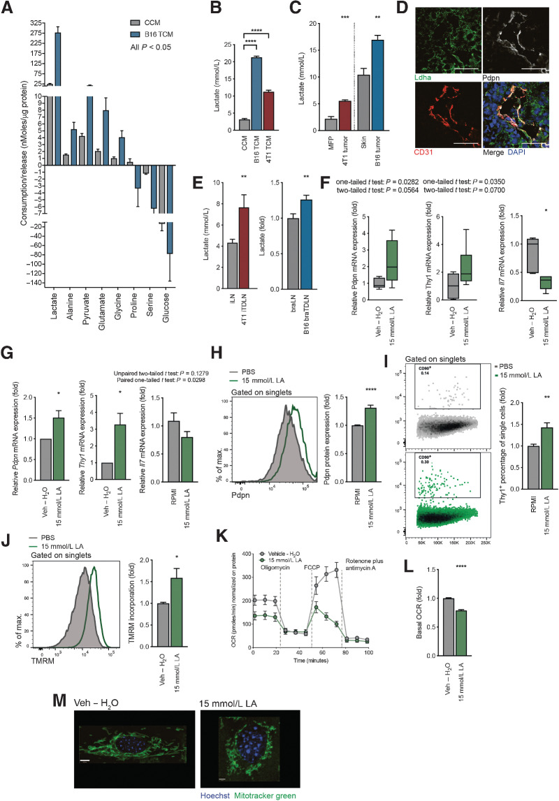 Figure 2. Tumor-derived lactate is responsible for the observed changes in FRC activation and mitochondria. A, Metabolomic analysis of amino acids and glycolysis- and TCA cycle–intermediates in CCM or B16.F10 TCM using LC–MS. Metabolites with a significant (P < 0.05) FC are shown, ordered according to nMoles/µg protein of cultured cells. n = 5 independent experiments. B, L-lactate concentration in CCM, B16.F10 TCM, and 4T1 TCM, as measured by an enzymatic assay. n = 3 experiments with 1 to 5 replicates. C, L-lactate quantification in tissues collected from either Balb/c sham-treated mice (MFP) and orthotopic 4T1 tumors (4T1 tumor), or C57BL/6 sham-treated (skin) and B16.F10 melanoma tumors (B16 tumor). Measured by an enzymatic assay. n = 4 to 6 independent experiments. D, Confocal image of a B16.F10 tumor. Lymphatic vessels are detected with Pdpn (white) and CD31 (red). Ldha-positive tumor cells (green) and nuclei (blue). Scale bar: 100 µm. Representative of 3 experiments with 3 views each. E, Quantification of L-lactate concentration in lymph nodes from mice in (C). Inguinal lymph nodes (iLN) were harvested from sham-treated and orthotopic 4T1 tumor-bearing (4T1 iTDLN) Balb/c mice and L-lactate measured by an enzymatic assay. n = 2 to 7 biological replicates. Brachial lymph nodes (braLNs) were harvested from sham-treated and B16.F10 tumor-bearing C57BL/6 mice (B16 braTDLNs). L-lactate is shown as FC quantified by either the enzymatic assay or LC–MS. n = 17 biological replicates. F, Quantitation of Pdpn (left), Thy1 (middle), and Il7 (right) mRNA expression in FRCs of draining lymph nodes from female C57BL/6 mice receiving vehicle (Veh – H2O) or 15 mmol/L lactic acid s.c. daily for 11 days. FRCs were FACS sorted as Pdpn+CD31–CD45–. Box and whiskers plot with whiskers minimum to maximum (line displays the median). Mean with SD. n = 4 animals with two lymph nodes for each experiment. G, Quantification of Pdpn (left), Thy1 (middle), and Il7 (right) mRNA in FRCs treated with vehicle (Veh – H2O) or 15 mmol/L lactic acid for 4 days in vitro. n = 4 to 6 experiments. Flow cytometric quantification of Pdpn (H) and Thy1 protein expression (I), and TMRM incorporation (J) by FRCs treated with Veh – H2O or 15 mmol/L lactic acid for 4 days in vitro. n = 5 experiments in triplicate (H). n = 3 experiments in triplicate (I). n = 4 experiments in duplicate (J). K, OCR of FRCs treated with vehicle (Veh – H2O) or 15 mmol/L lactic acid at baseline and in response to oligomycin, FCCP, and rotenone plus antimycin A. Representative data of 3 experiments with 5 replicates. L, Baseline OCR from vehicle (Veh – H2O) and 15 mmol/L lactic acid–treated FRCs. n = 4 experiments with 5 replicates. M, Representative confocal images of live cells treated with vehicle (Veh – H2O) or 15 mmol/L lactic acid. Green, Mitochondria (Mitotracker green); blue, nuclei (Hoechst). Scale bars: 8 µm (vehicle), 3.3 µm (15 mmol/L lactic acid). Representative of three independent experiments. Data are means with SEM. Significance (*, P < 0.05; **, P < 0.01; ***, P < 0.001; and ****, P < 0.0001) was determined by unpaired two-tailed t test or one-way ANOVA with Tukey post hoc (B). B16, B16.F10; max., maximum; min, minute; LA, lactic acid.