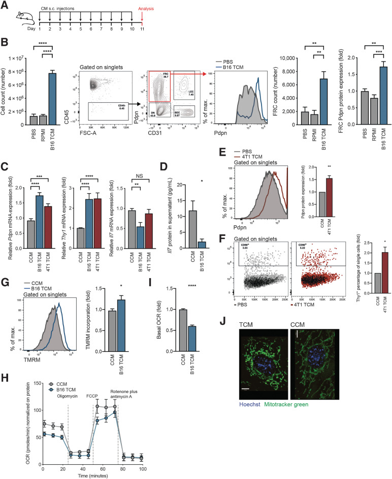 Figure 1. Soluble factors mediate FRC activation and mitochondrial imbalance. A, Experimental scheme used to investigate tumor-draining factors in vivo. B, Draining lymph nodes were harvested from female C57BL/6 mice that had received 10 daily subcutaneous doses of PBS, RPMI medium, or B16.F10 TCM into the shoulder. Flow cytometric analysis allowed reporting of the total number of lymph node cells (left), flow cytometry gating scheme, FRCs (right), and FRC Pdpn histogram (furthest right). n = 4 to 9 animals per group. C, qRT-PCR analysis of Pdpn (left), Thy1 (middle), and Il7 (right) in FRCs cultured in vitro and treated for 4 days with CCM, B16.F10 TCM, or 4T1 TCM. n = 3 to 10 independent experiments. D, IL7 protein quantification in supernatants of FRCs cultured in vitro and treated with CCM or B16.F10 TCM, assessed by ELISA. n = 4 independent experiments. Flow cytometric quantification of Pdpn protein (E) and Thy1 protein (F) expression for FRCs cultured in vitro and treated with CCM or 4T1 TCM for 4 days. n = 3 independent experiments. G, Flow cytometric analysis of TMRM incorporation by FRCs treated for 4 days with CCM or B16 TCM. n = 4 independent experiments performed in triplicate. H, OCR of FRCs treated with CCM or B16.F10 TCM at baseline and in response to oligomycin, FCCP, and rotenone plus antimycin A. One representative of three experiments with five replicates. I, Baseline OCR from CCM or B16.F10 TCM-treated FRCs. n = 3 experiments with 5 replicates. J, Representative confocal imaging of live cells treated with CCM or B16.F10 TCM. Green, Mitochondria (Mitotracker green); blue, nuclei (Hoechst). Scale bar: 7 µm. Data are mean with SEM. Significance (*, P < 0.05; **, P < 0.01; ***, P < 0.001; and ****, P < 0.0001) was determined by unpaired two-tailed t test or one-way ANOVA with Tukey post hoc (B). s.c., subcutaneous; B16, B16.F10; max, maximum; NS, not significant.