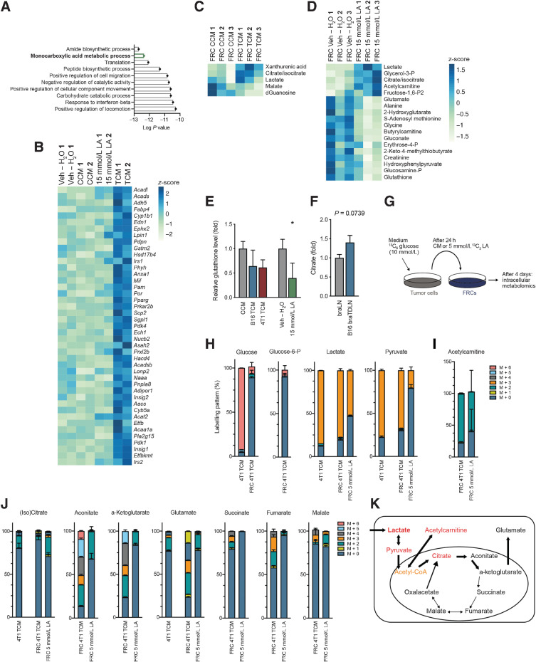 Figure 4. Deregulated metabolism in response to tumor factors and lactic acid. A, Using the RNA-seq data from Fig. 3, depicted here are the top 10 most significant GO terms for ”biological process” using all significantly upregulated genes in in vitro cultured FRCs treated for 4 days with B16.F10 TCM versus CCM. B, Heatmap displaying significant deregulated genes in TCM versus CCM (including data for 15 mmol/L lactic acid vs. Veh – H2O) within ”fatty acid metabolism”. C, Significant intracellular (P < 0.05) metabolites in FRCs treated for 4 days with B16.F10 TCM versus CCM in vitro, measured by LC–MS and normalized on protein level. D, Significant intracellular (P < 0.05) metabolites in FRCs treated for 4 days with 15 mmol/L lactic acid versus Veh – H2O in vitro, measured by LC–MS and normalized on cell number. E, Relative intracellular glutathione levels in FRCs treated for 4 days with CCM, B16.F10 TCM, 4T1 TCM, 15 mmol/L lactic acid, or Veh – H2O in vitro, measured by LC–MS. n = 3 independent experiments. F, Relative abundance of citrate in brachial lymph nodes of female sham-treated (braLNs) and B16.F10 tumor-bearing C57BL/6 mice (B16 braTDLN), quantified by LC–MS. n = 7 independent experiments. G, Experimental set-up for labeling experiment. 4T1 tumor cells were cultured in 13C6-glucose medium for 24 hours before medium was transferred to FRCs. In parallel, FRCs were cultured with 13C3 LA directly. In both cases, FRCs were treated for 4 days and metabolites measured by LC–MS. H–J, 13C-labeled metabolites identified by LC–MS using the set-up in G. H, glucose, glucose-6-P, lactate, and pyruvate. I, acetylcarnitine and J, citrate, aconitate, a-ketoglutarate, glutamate, succinate, fumarate, and malate. All n = 3 technical replicates. “M + n”, molecular mass plus the number of incorporated heavy carbons. Data are mean with SD. K, Diagram showing incorporation of lactate and pyruvate into downstream metabolites. Data are mean with SEM (unless stated differently). Significance (*, P < 0.05; **, P < 0.01; ***, P < 0.001; and ****, P < 0.0001) was determined by unpaired two-tailed t test. B16, B16.F10; h, hours; LA, lactic acid.