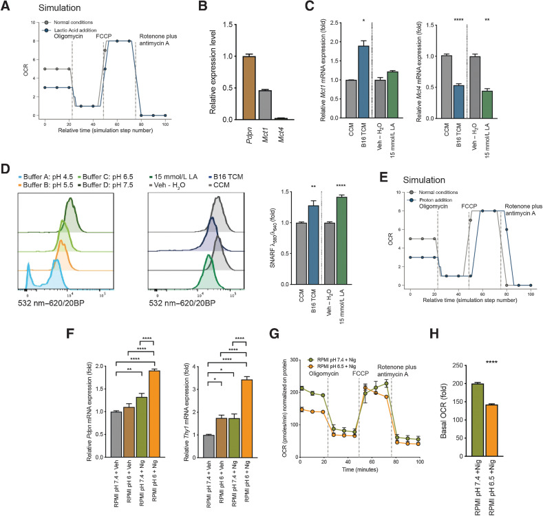 Figure 5. Intracellular pH shift of FRCs contributes to mitochondrial changes and the observed signature. A, Metabolic analysis of mitochondrial function in the computational model. Shown is OCR for mitochondria exposed to lactic acid versus control. B, Quantification of Pdpn, Mct1, and Mct4 mRNA in cultured FRCs. Displayed as relative gene expression with Actb as housekeeping and Pdpn as reference gene. n = 3 independent experiments in duplicate. C, Quantification of Mct1 (left) and Mct4 (right) mRNA in FRCs treated with CCM, B16.F10 TCM, Veh – H2O, or 15 mmol/L lactic acid for 4 days. n = 2 to 4 independent experiments. D, Intracellular pH of FRCs treated as in (C) and stained with cell-permeant ratiometric fluorescent pH indicator (SNARF). SNARF exhibits a pH-dependent emission shift calculated by λ586/λ610. Lower intracellular pHs give higher values. Control buffers used to adjust intracellular to extracellular pH (left). Representative histogram of the 532nm to 620/20BP shift for CCM, B16,F10 TCM, Veh – H2O, or 15 mmol/L lactic acid (middle). Quantification thereof (right). n = 3 independent experiments in duplicate. E, Metabolic analysis of mitochondrial function in the computational model. Shown is OCR for mitochondria exposed to low pH (proton addition) versus control. F, Quantification of Pdpn (left) and Thy1 (right) mRNA in FRCs cultures after 48 hours of treatment with normal pH RPMI and vehicle (RPMI pH7.4 + Veh), normal pH RPMI and 100 nmol/L nigericin (RPMI pH7.4 + Nig), pH6 RPMI and vehicle (RPMI pH6 + Veh), or pH6 RPMI and 100 nmol/L nigericin (RPMI pH6 + Nig). n = 2 to 3 independent experiments in duplicate. G, OCR of FRCs treated with pH7.4 RPMI and 100 nmol/L nigericin (RPMI pH7.4 +Nig) or RPMI at pH6.5 and 100 nmol/L nigericin (RPMI pH6.5 +Nig) at baseline and in response to oligomycin, FCCP, and rotenone plus antimycin A. Representative data of three experiments each with five replicates. H, Baseline OCR from FRCs treated as in G. Data are mean with SEM (unless stated differently). Significance (*, P < 0.05; **, P < 0.01; ***, P < 0.001; and ****, P < 0.0001) was determined by unpaired two-tailed t test (A–E) and (G) or one-way ANOVA with Tukey post hoc (F). B16, B16.F10; LA, lactic acid; min, minutes.