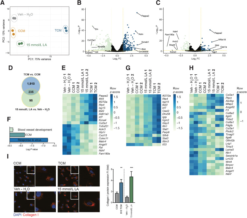 Figure 3. Tumor factors and lactic acid induce FRC remodeling. A, PCA plot of RNA-seq data calculated for the 500 genes showing the highest variance in a variance stabilizing transformed matrix with log2-transformed data from in vitro FRCs treated with CCM, B16.F10 TCM, vehicle (Veh – H2O) or 15 mmol/L lactic acid for 4 days. n = 2 biological replicates. B, Volcano plot comparing genes expressed by in vitro cultured FRCs treated for 4 days with TCM or CCM, the x-axis displays the significance (-log10P) and the y-axis displays the log2 FC. Yellow lines are at -log10P = 1.3 and log2 FC 0.68. The top and bottom five are labeled. C, Volcano plot comparing genes expressed by FRCs treated with 15 mmol/L lactic acid or Veh – H2O for 4 days in vitro; plot labels as in (B). D, Overlap of genes significantly deregulated in FRCs treated with TCM versus CCM and 15 mmol/L lactic acid versus Veh – H2O for 4 days in vitro. E, Heatmap displaying the top and bottom 10 most deregulated genes of the 235 genes overlapping in D. F, Summary of key pathways identified in in vitro cultured FRCs treated for 4 days with 15 mmol/L lactic acid versus Veh – H2O using genes with -log10P < 1.3 and log2 FC > 0.68. Detailed analysis in Supplementary Fig. S2. G, Heatmap displaying significant deregulated genes in 15 mmol/L lactic acid versus Veh – H2O (including data for TCM vs. CCM) within the ”response to virus”/IFN signature. H, Heatmap displaying significant deregulated genes in 15 mmol/L lactic acid verus Veh – H2O (including data for TCM vs. CCM) within the ”ECM” signature. I, Confocal images of FRCs treated for 4 days with CCM, B16.F10 TCM, Veh – H2O, or 15 mmol/L lactic acid and stained for collagen I (red) and nuclei (blue; left) and quantification thereof (right). n = 2 independent experiments each with 8 fields of view analyzed. Scale bar: 50 µm. Data are mean with SEM. Significance (*, P < 0.05; **, P < 0.01; ***, P < 0.001; and ****, P < 0.0001) was determined by unpaired two-tailed t test. B16, B16.F10.