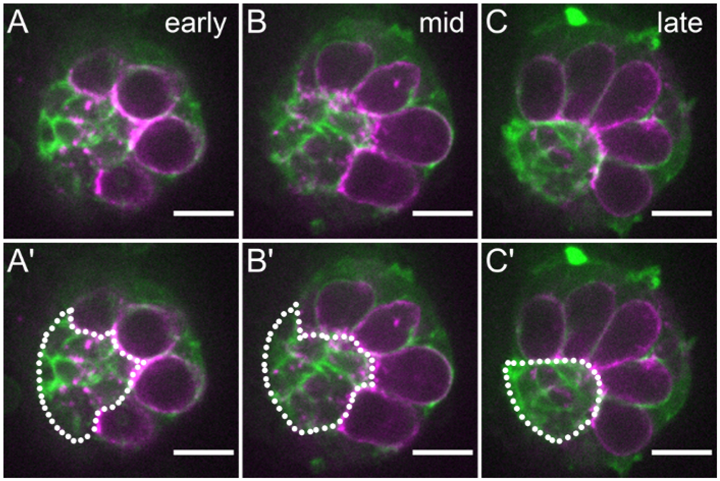 Figure 5: