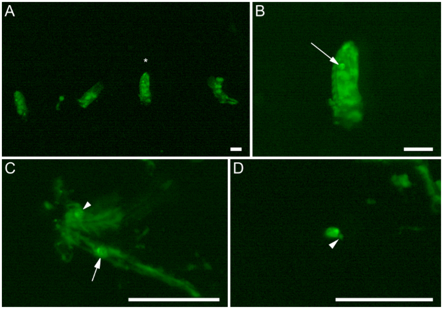 Figure 3: