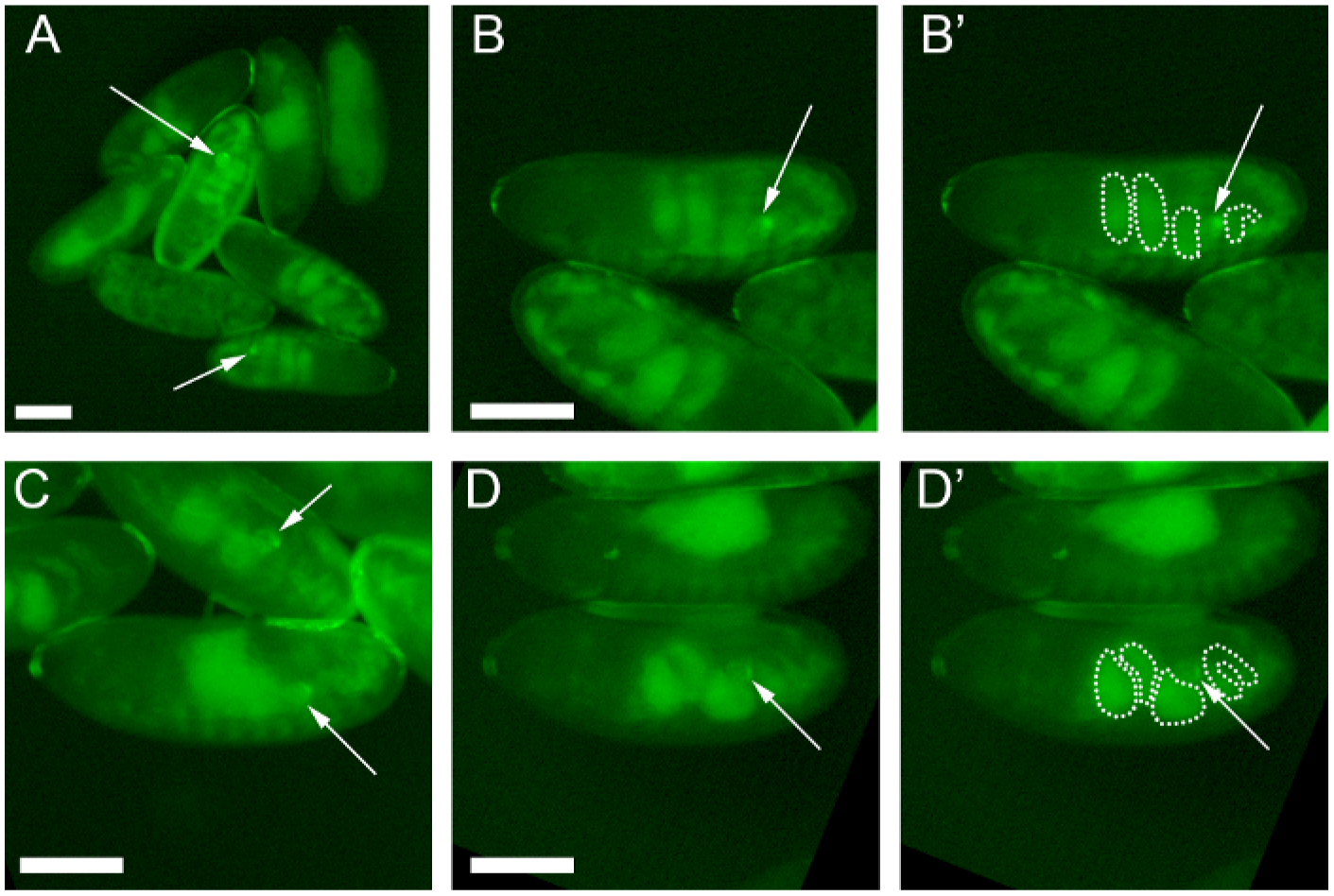 Figure 2: