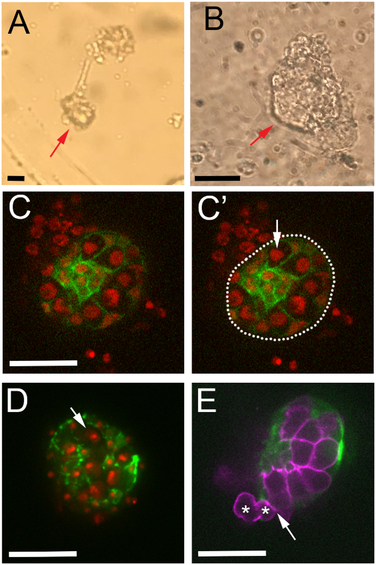 Figure 4: