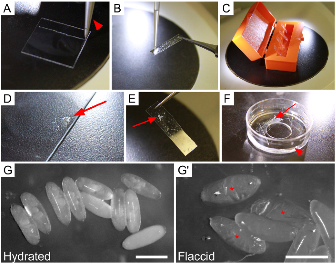 Figure 1: