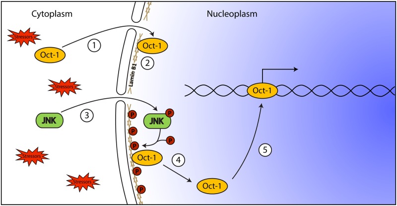 Fig 7