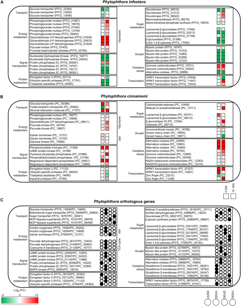 FIGURE 4