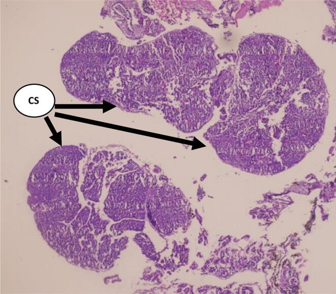 Fig. 7