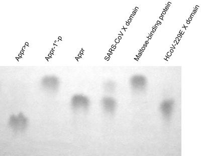 FIG. 7.