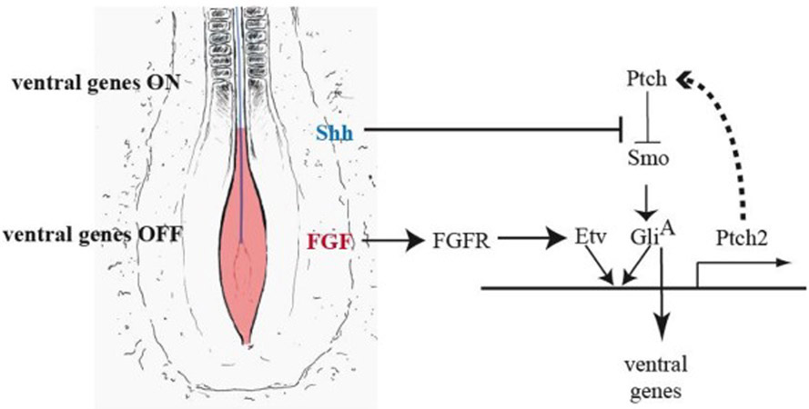 Figure 7