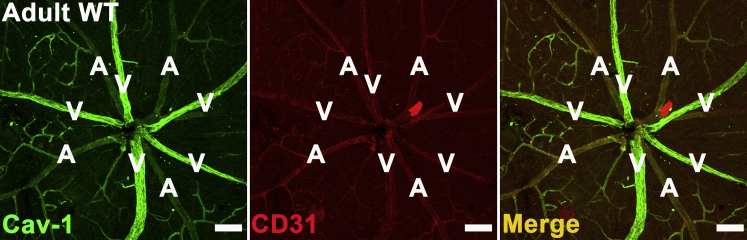 Figure 2