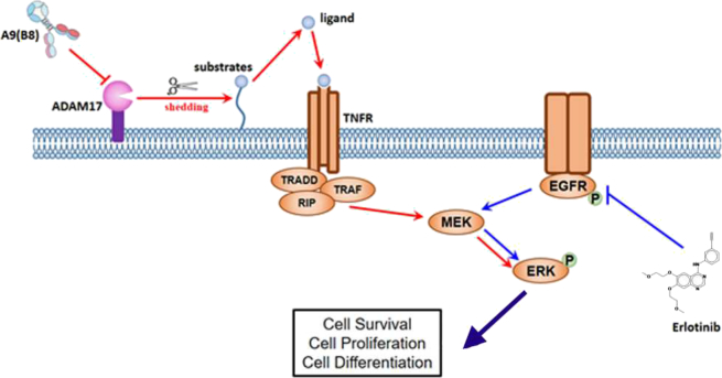 Figure 6