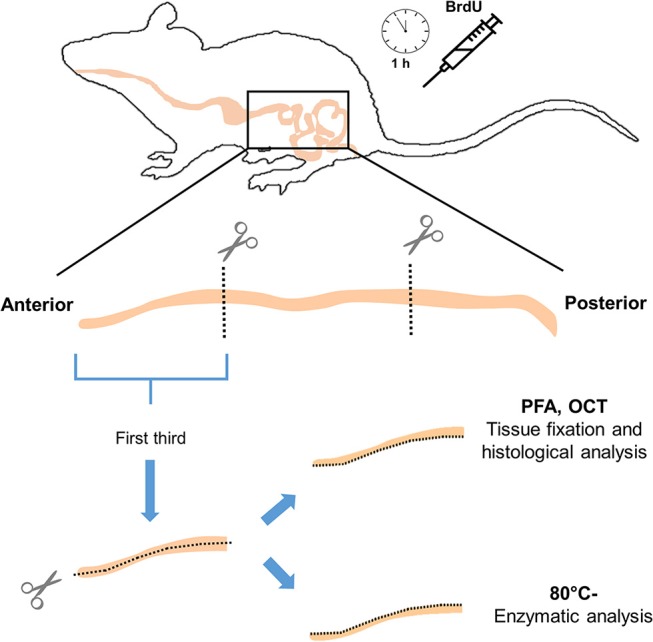 Adaptive Physiological and Morphological Adjustments Mediated by ...