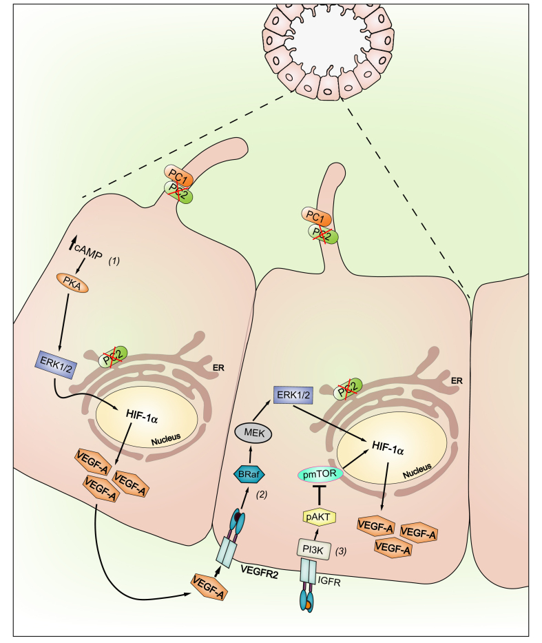 Fig. 3