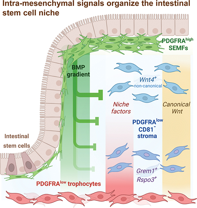 graphic file with name nihms-1888111-f0001.jpg