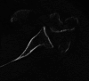 Fig. 7