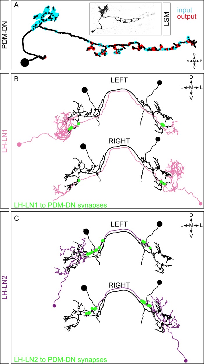 Figure 2—figure supplement 1.