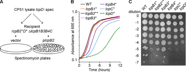 FIG 1