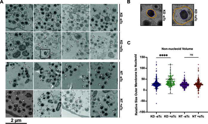 FIG 6