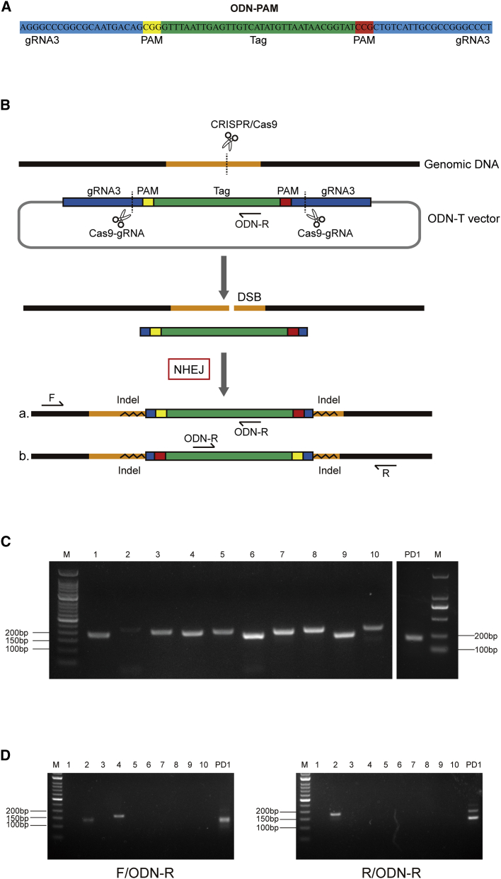 Figure 5