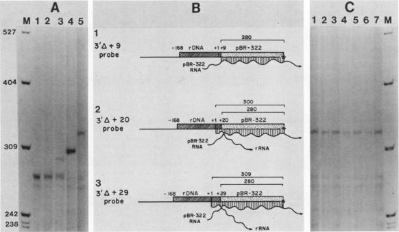 graphic file with name molcellb00106-0359-a.jpg