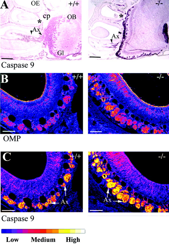 Fig. 6.