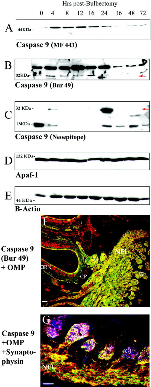 Fig. 5.