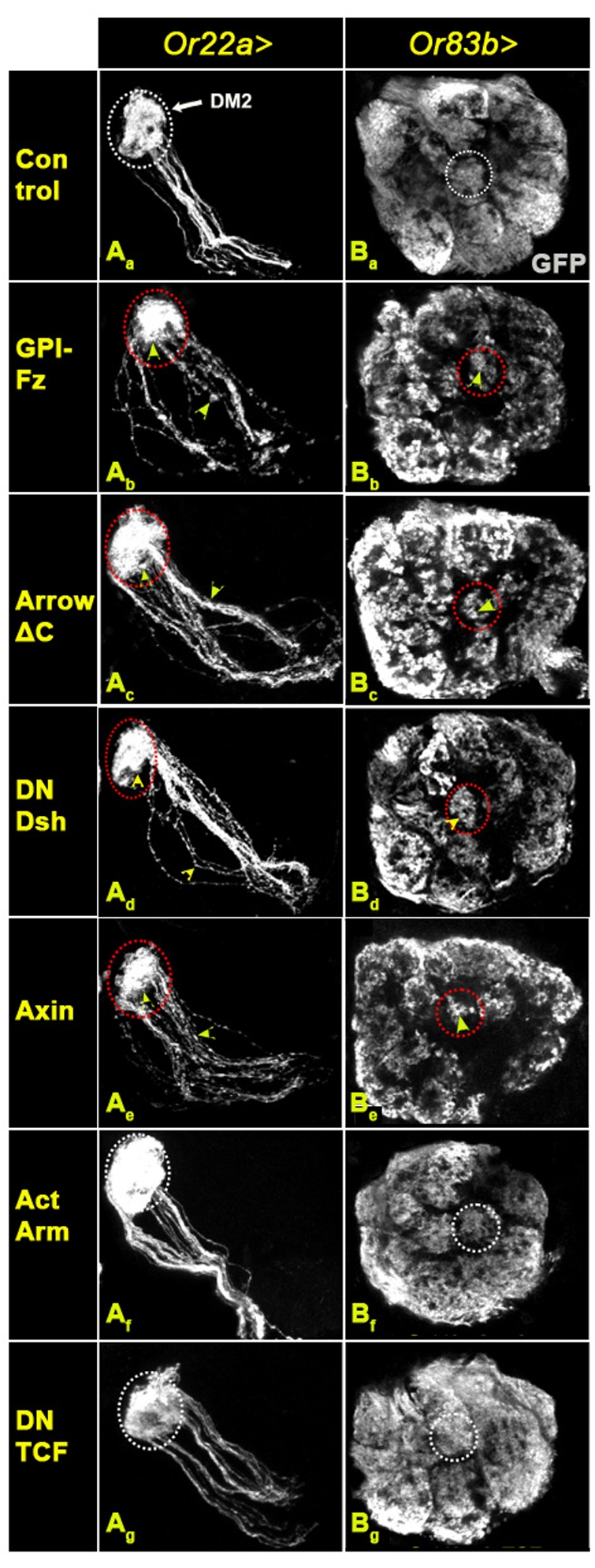 Fig. 6.