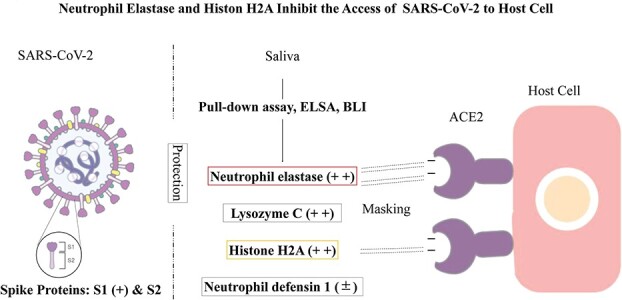 Graphical Abstract